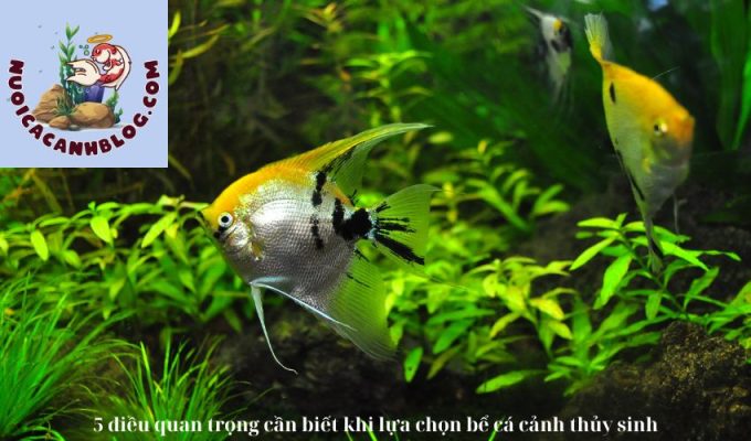 5 điều quan trọng cần biết khi lựa chọn bể cá cảnh thủy sinh