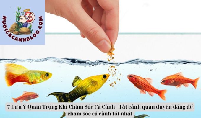 7 Lưu Ý Quan Trọng Khi Chăm Sóc Cá Cảnh – Tắt cảnh quan duyên dáng để chăm sóc cá cảnh tốt nhất