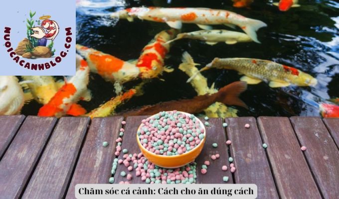 Chăm sóc cá cảnh: Cách cho ăn đúng cách