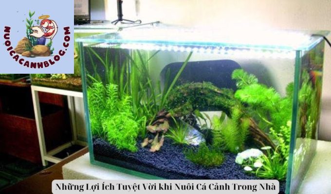 Những Lợi Ích Tuyệt Vời khi Nuôi Cá Cảnh Trong Nhà