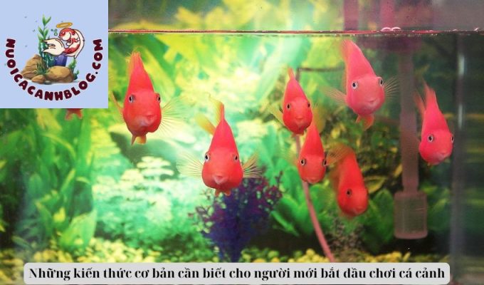 Những kiến thức cơ bản cần biết cho người mới bắt đầu chơi cá cảnh