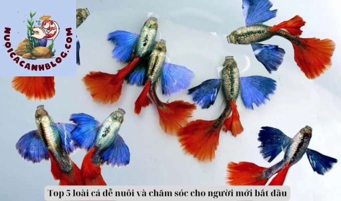 Top 5 loài cá dễ nuôi và chăm sóc cho người mới bắt đầu