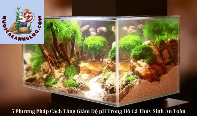 5 Phương Pháp Cách Tăng Giảm Độ pH Trong Hồ Cá Thủy Sinh An Toàn