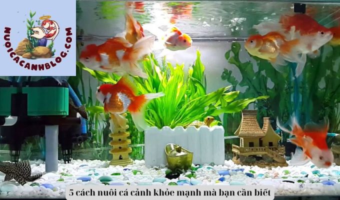 5 cách nuôi cá cảnh khỏe mạnh mà bạn cần biết