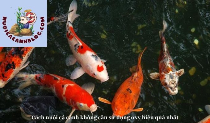 Cách nuôi cá cảnh không cần sử dụng oxy hiệu quả nhất