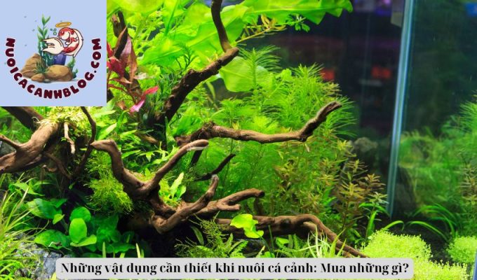 Những vật dụng cần thiết khi nuôi cá cảnh: Mua những gì?