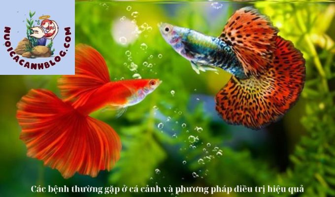 Các bệnh thường gặp ở cá cảnh và phương pháp điều trị hiệu quả