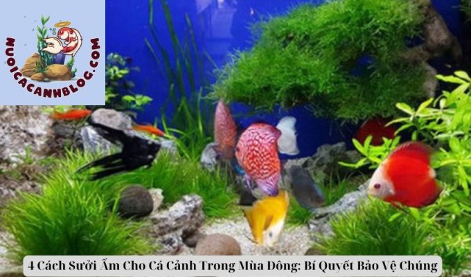 4 Cách Sưởi Ấm Cho Cá Cảnh Trong Mùa Đông: Bí Quyết Bảo Vệ Chúng