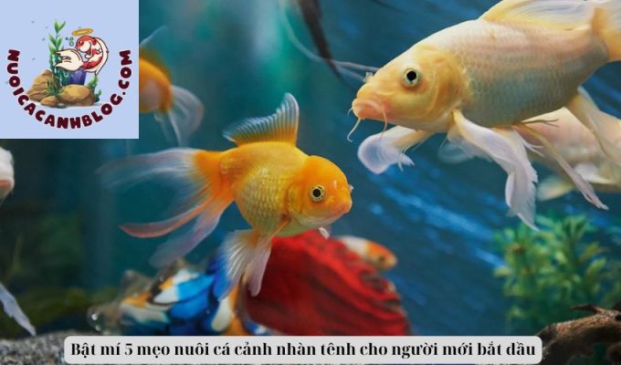 Bật mí 5 mẹo nuôi cá cảnh nhàn tênh cho người mới bắt đầu