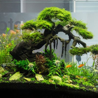 Lũa Bonsai Trang Trí Bể Thủy Sinh